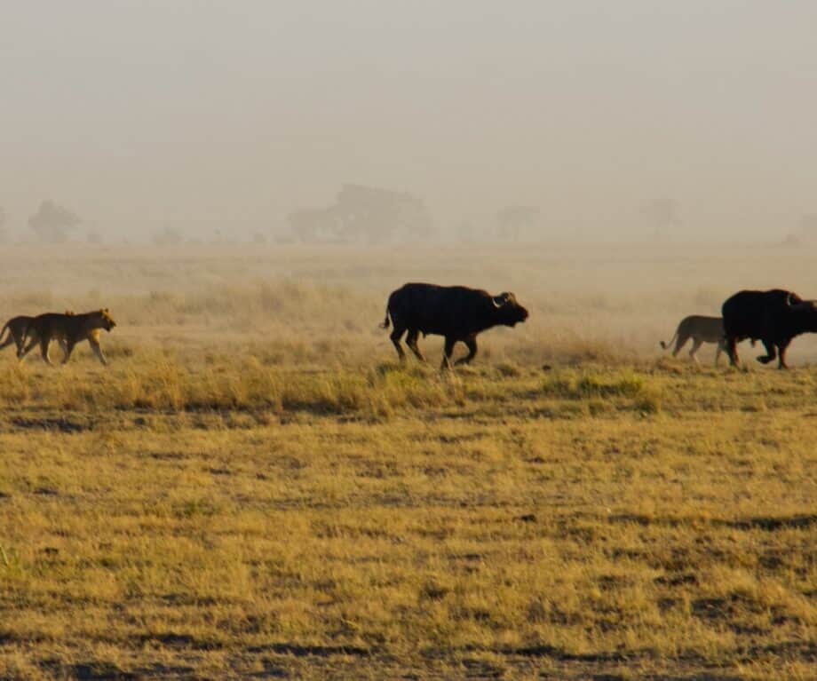 1720657102 555 Why Botswana is the perfect luxury safari