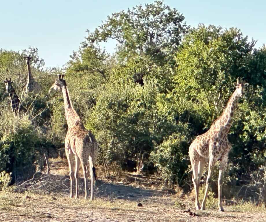 1720657103 495 Why Botswana is the perfect luxury safari