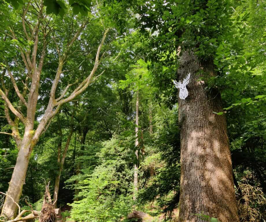 1721422045 227 Serpentine Woods Alphabet Trail for younger visitors to Kendal
