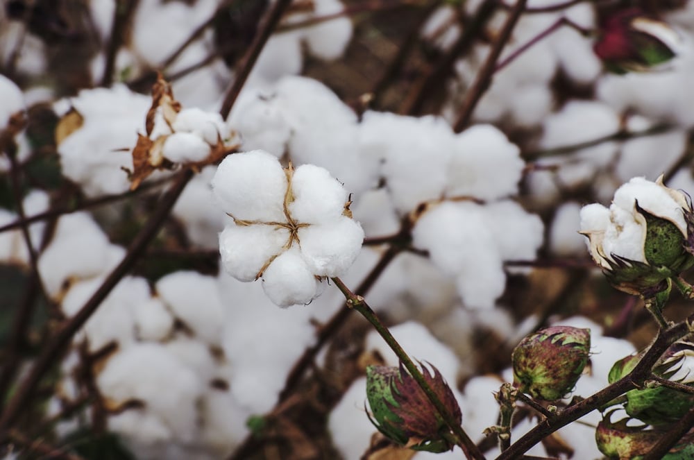 Cotton Connect and CEA sign agreement on Egypt 2 Better Cotton Council unveils new appointments MS sustainability expert joins