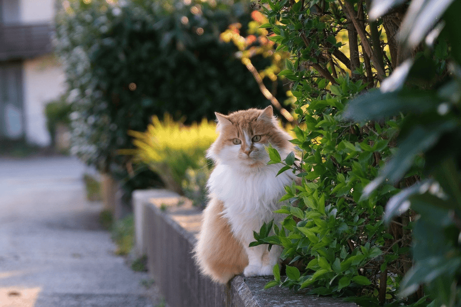 Plants that are Safe for Cats 1