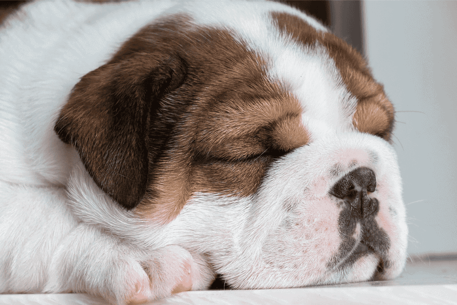 What do Common Sleeping Positions for Dogs Mean 1