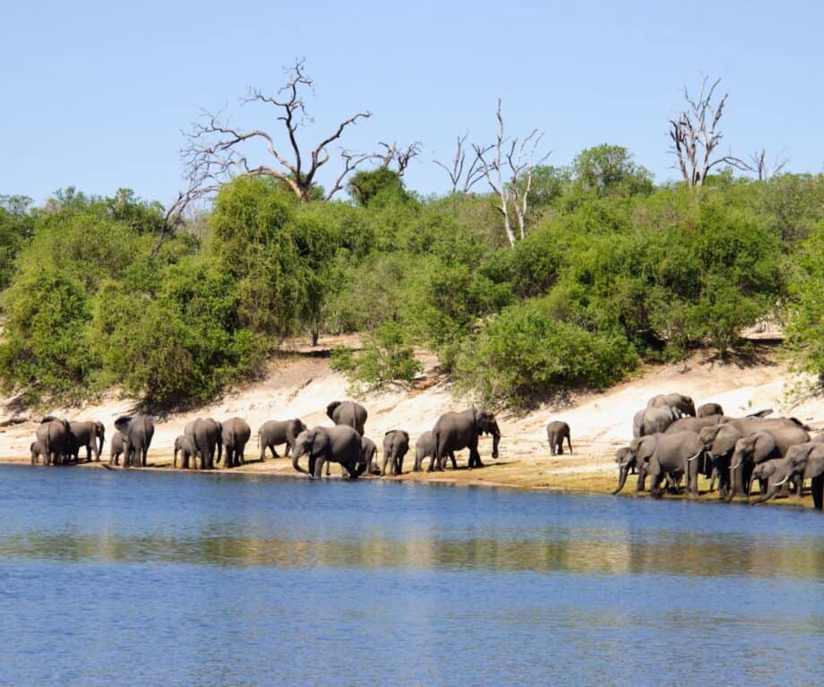 Why Botswana is the perfect luxury safari