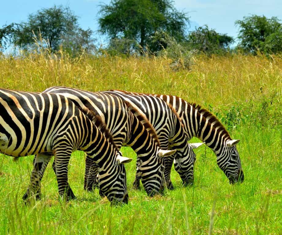 1725051575 405 Exploring Ugandas natural wonders with Rafiki Safaris