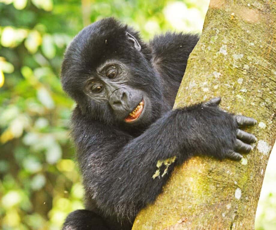 1725051575 469 Exploring Ugandas natural wonders with Rafiki Safaris