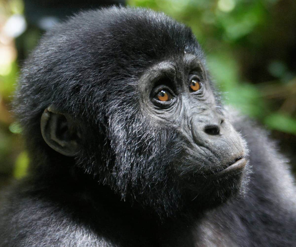 Bwindi gorilla trek