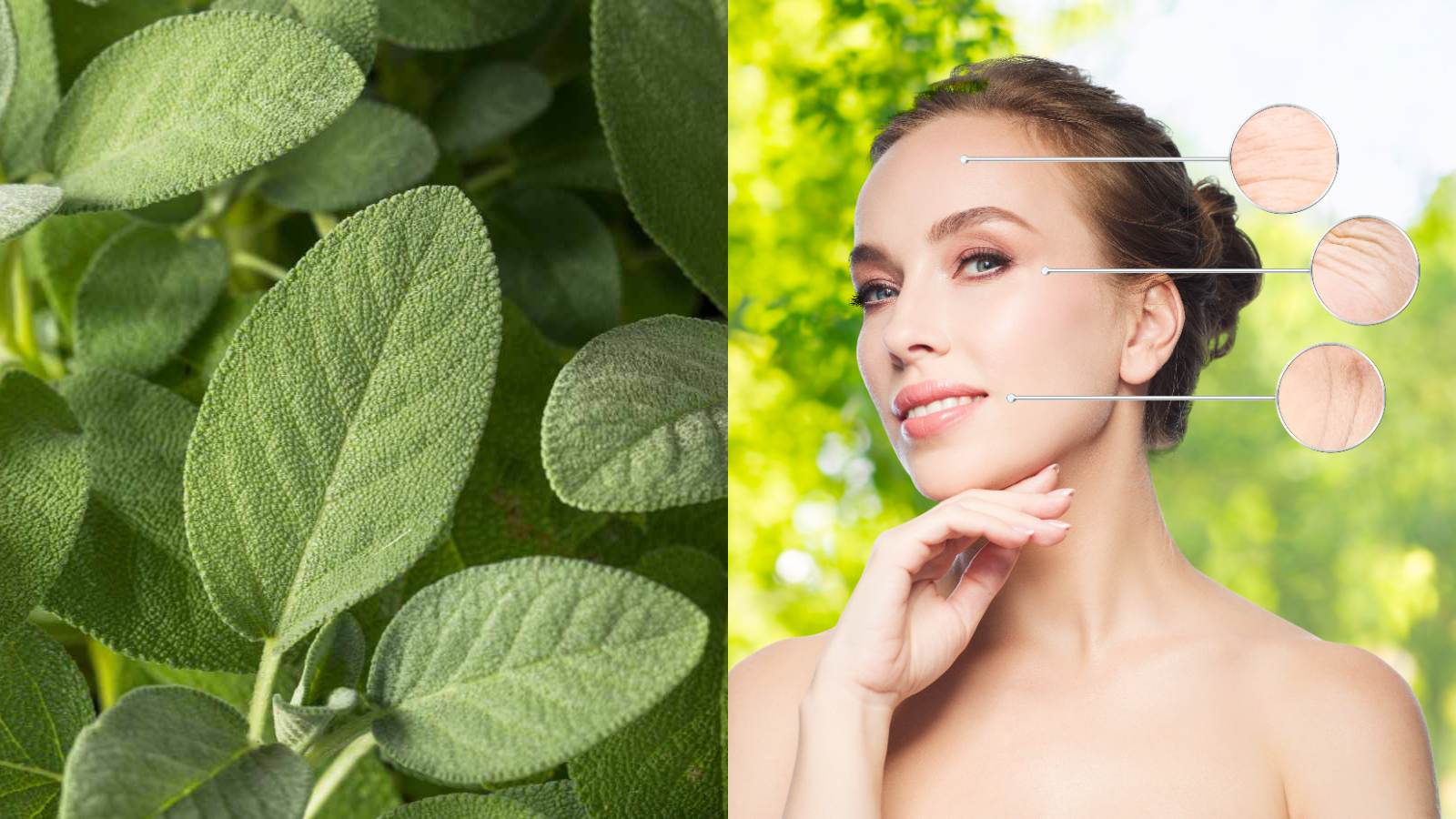 sage for skin