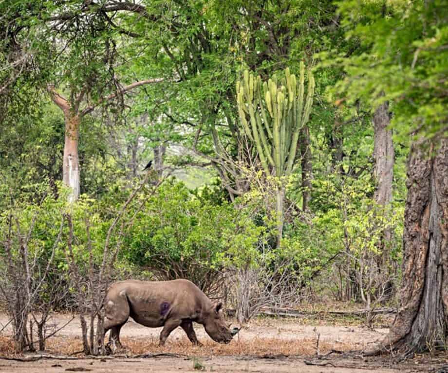 1726386400 830 Lovely Liwonde Malawis wildlife treasure