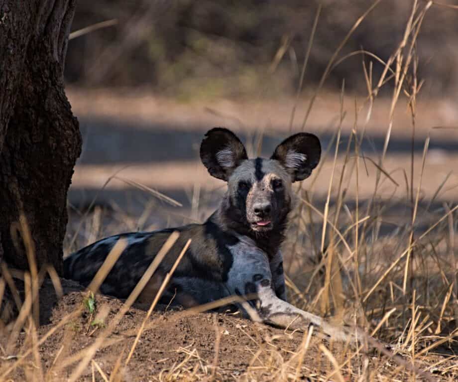 1726386400 856 Lovely Liwonde Malawis wildlife treasure