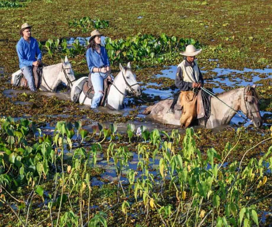 1726781799 593 The Pantanal Wetlands The Noahs Ark of South America