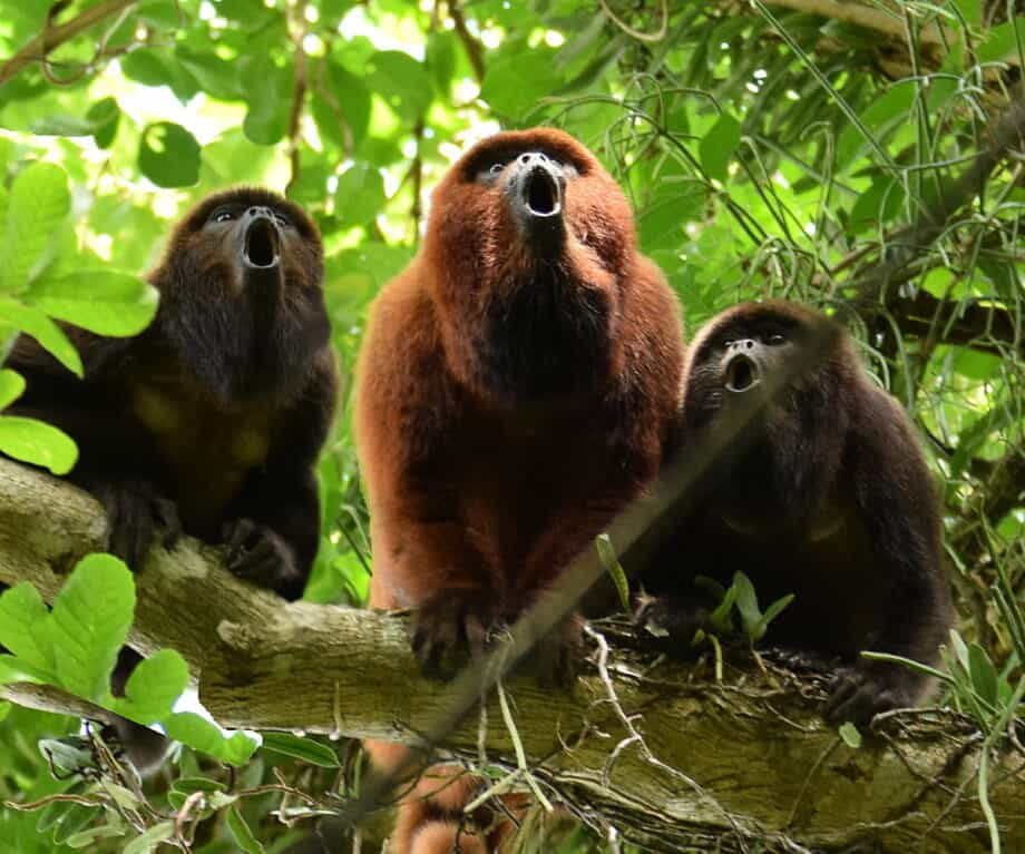 1726781800 453 The Pantanal Wetlands The Noahs Ark of South America