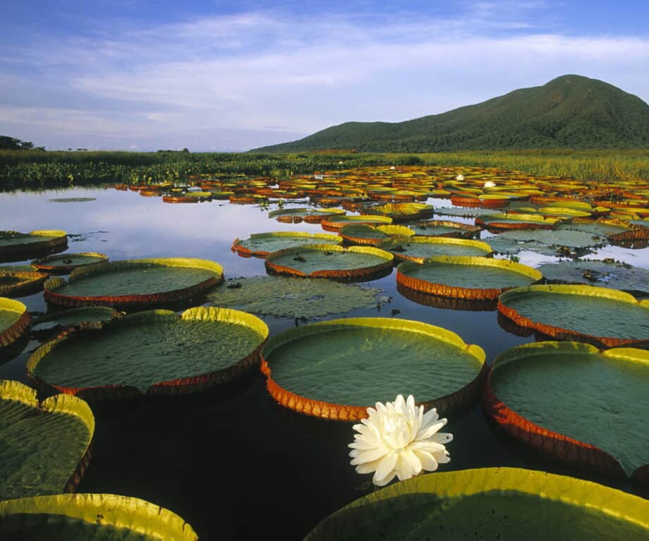 1726781802 917 The Pantanal Wetlands The Noahs Ark of South America