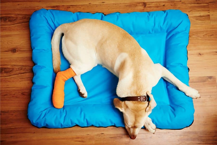 dog with leg pain blog