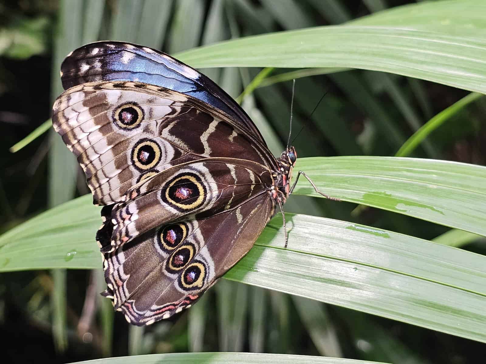 Butterfly House Haga Ocean butterfly scaled