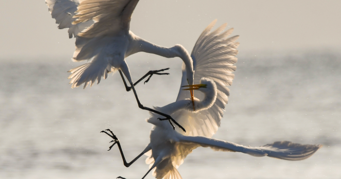 birds quarrel 700