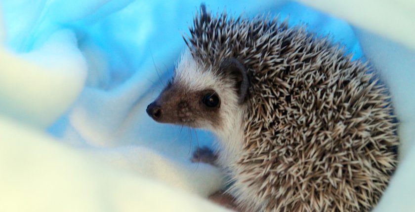 How To Care For African Pygmy Hedgehogs