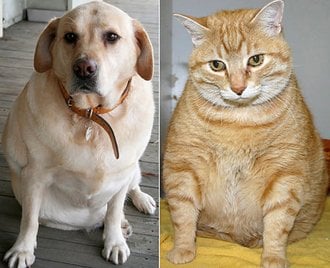 How to Prevent Pet Obesity