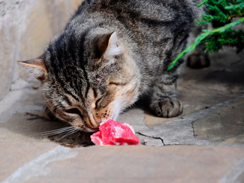 Is It Okay To Feed Your Cat a Vegetarian Diet?