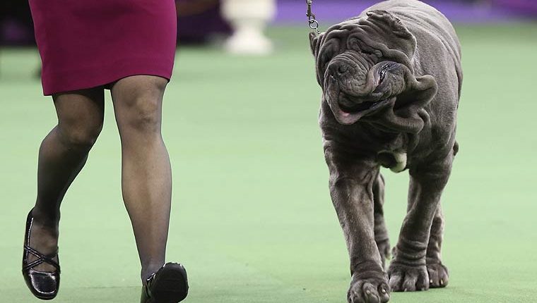 The Dog Show That Rules Them All