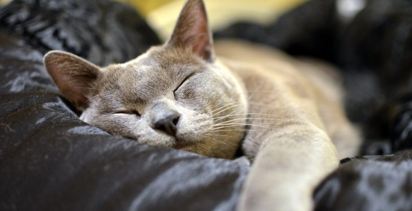 Ten Breeds You Should Consider if You're Looking For a Loving Cat