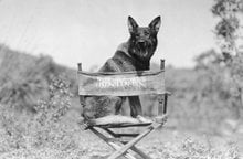 Animal Actors: Celebrity Quadrupeds