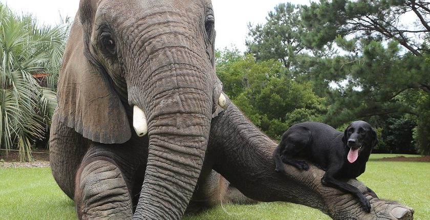 Unlikely Animal Friendships That Make Your Heart Melt