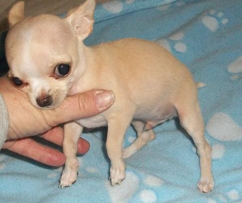 Chihuahua Puppy For Adoption – Buy/Sell Puppies In India – Petsworld