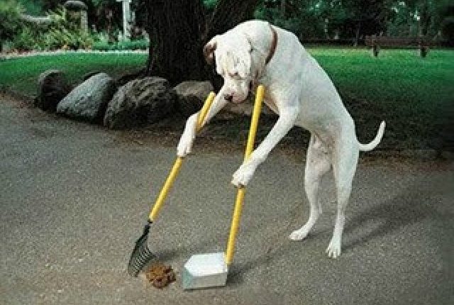 Why Do Dogs Eat Poop?