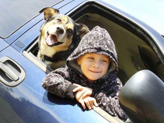 Best Pet Friendly Road Travel Tips. How To Drive Safely With Dogs! – Petsworld