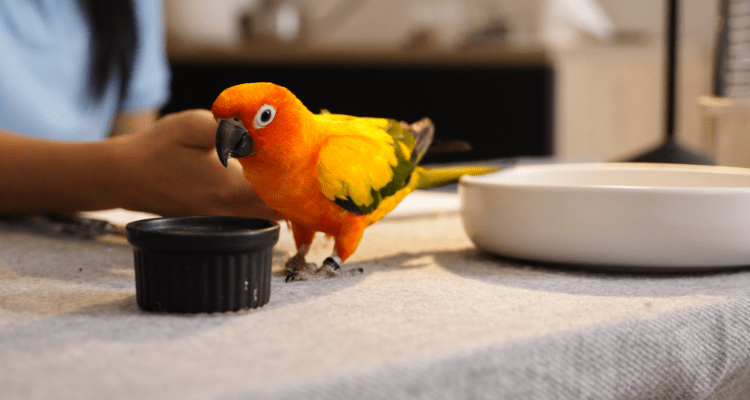 Top 7 Must-Have Bird Supplies for New Pet Owners – Petsworld