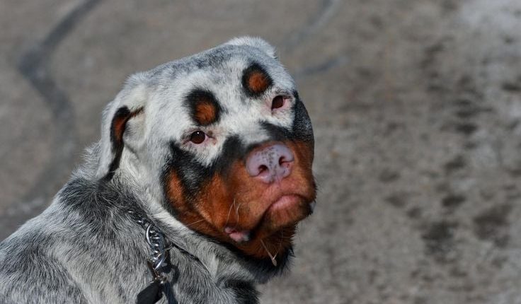 Does Your Pet Have Vitiligo?