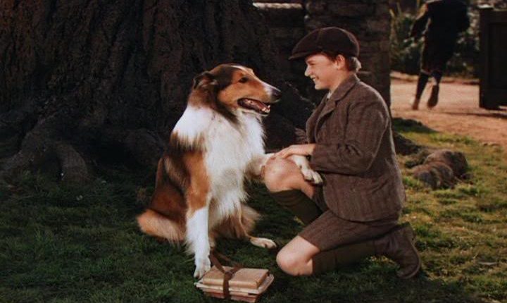 Celebrity Pets: Lassie