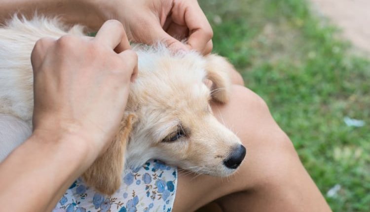 How to Protect Your Pet from Ticks this Summer