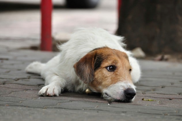 Signs of Heartworm in Dogs