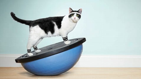 5 Tips to Keep Your Cat Active