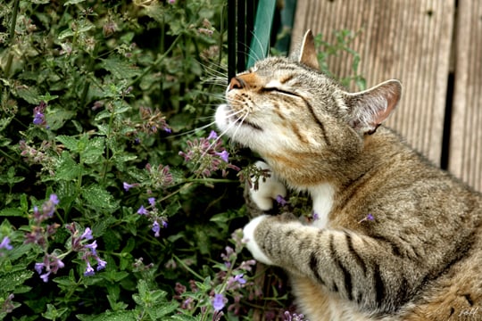 Why do Cats Love Catnip