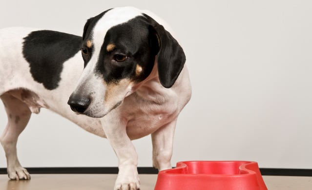 5 Reasons Why Your Dog is Not Eating