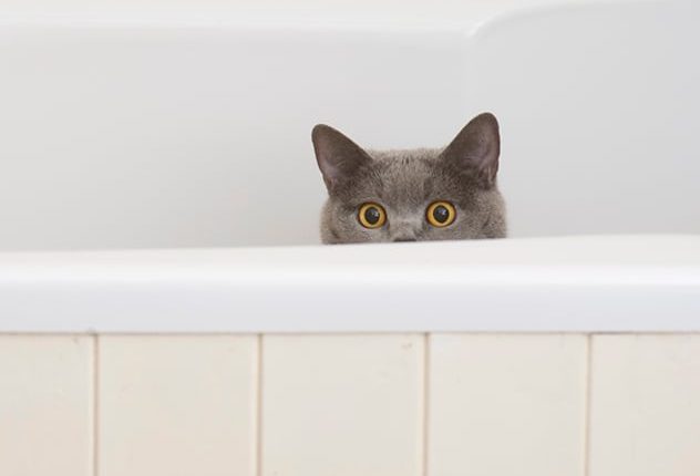 What to do if Your Cat Stops Using the Litter Box