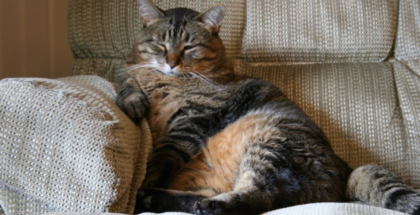 What to do When Your Cat's Weight is out of Control