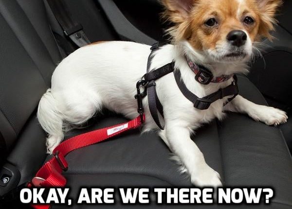 11 Tips to Keep your Dogs Safe in the Car