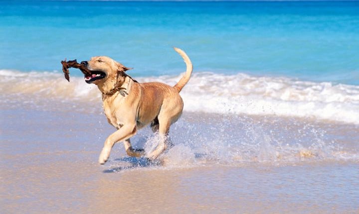 5 Tips to Enjoy a Safe Trip to the Beach with Your Dog