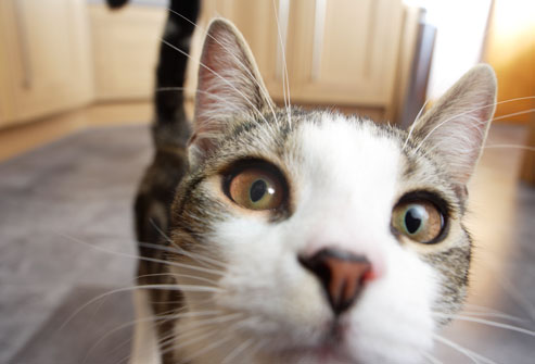 How to Look After a Cat With Conjunctivitis