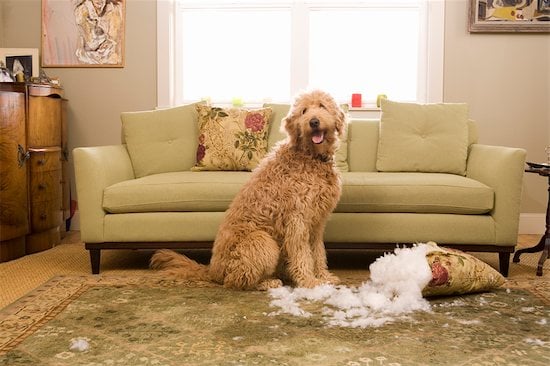 How to Prevent Your Dog from Destroying Furniture