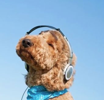 Pets and Music: What They Enjoy Listening To