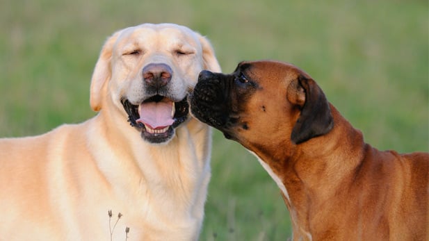 ​Teaching Your Dog To Play Nice With Others