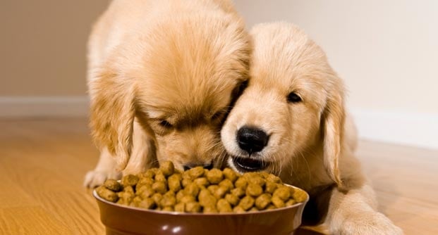 What Should You Be Feeding Your Dog