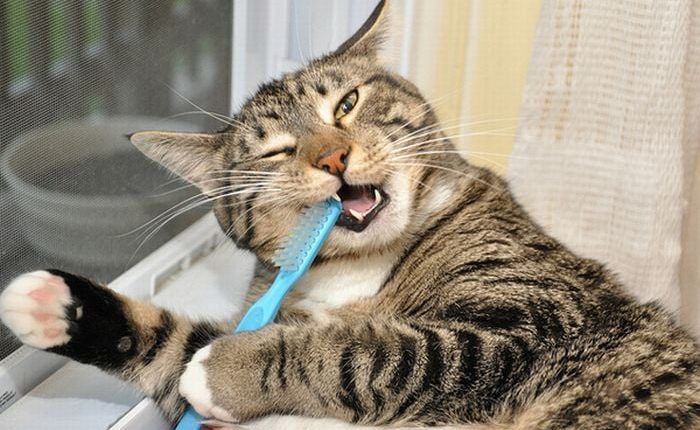 How to Brush Your Cat's Teeth Properly