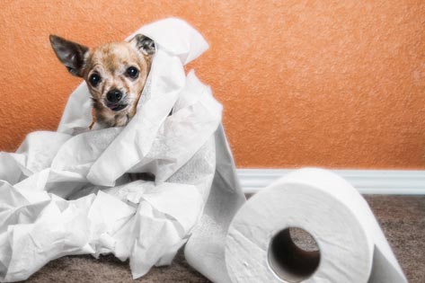 Diarrhea and Your Dog: What it Means and How to Treat It