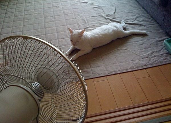 How to Help Your Cat Cope with the Heat