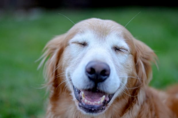 4 Ways to Know if Your Dog is Happy